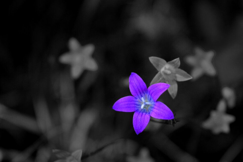 Black and white the petals beauty