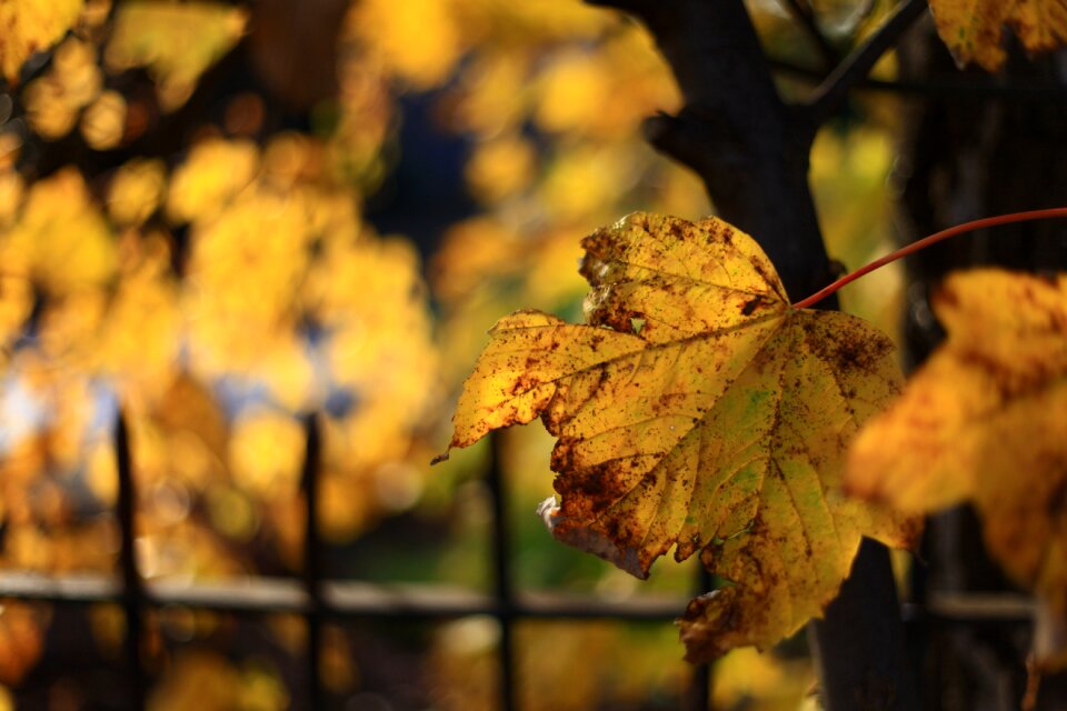 Outdoors flora yellow