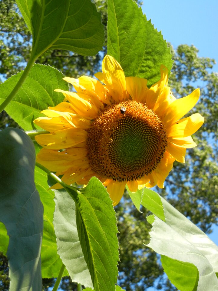 Bright blooming
