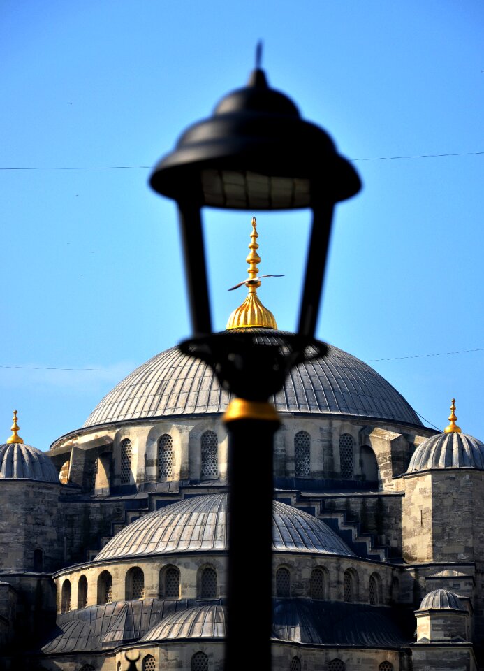 Istanbul sultanahmet seagull