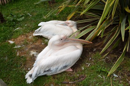 Animal nature zoo