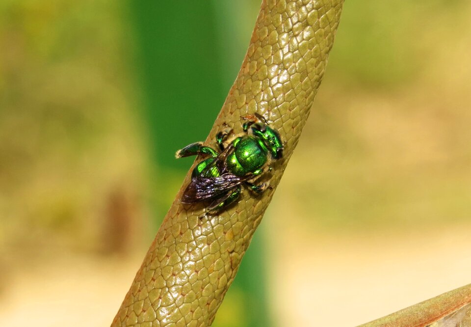 Insect bee armenia
