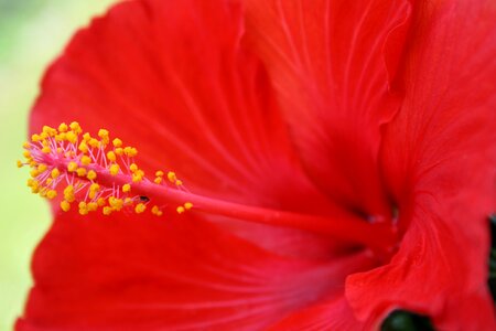 Flowers hibiscus Free photos