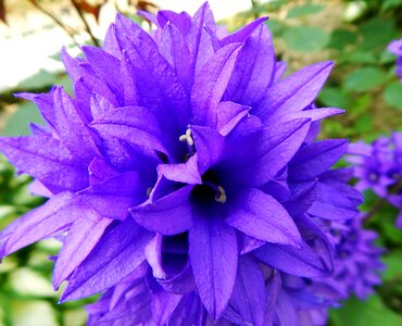 Plant flower purple photo