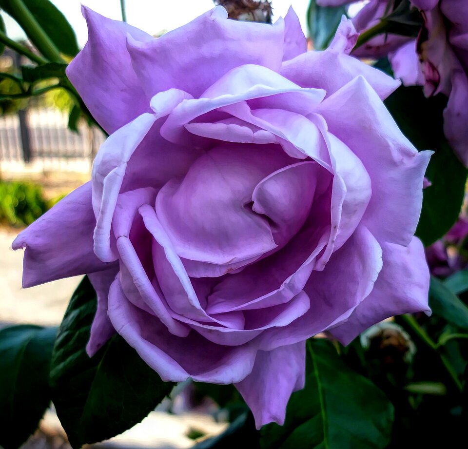 Petal flora