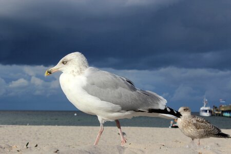 Baltic sea water coast photo