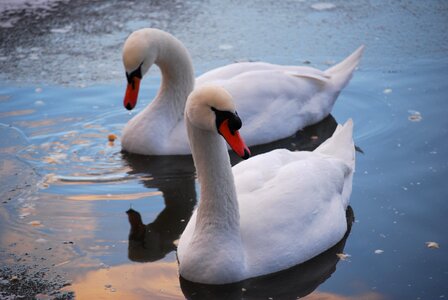 Pond swan white photo