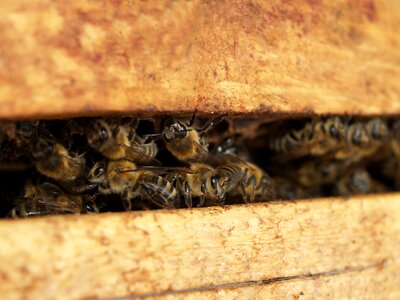 Nature honey bee macro