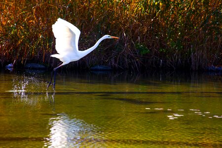 Egret standing peace park
