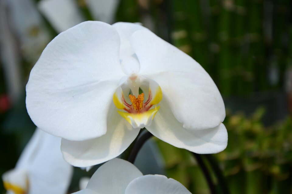 Nature gift orchid