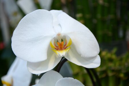 Nature gift orchid photo
