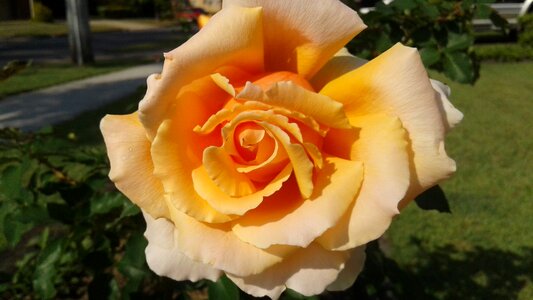Yellow rose sunshine