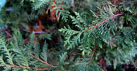 Season evergreen conifer photo