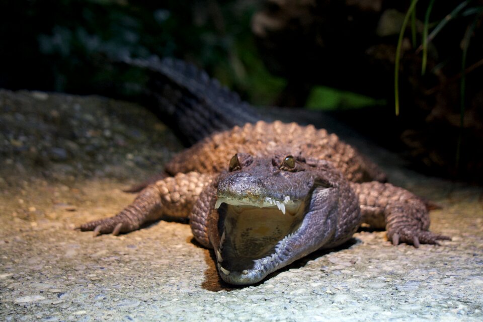Reptile eye nature