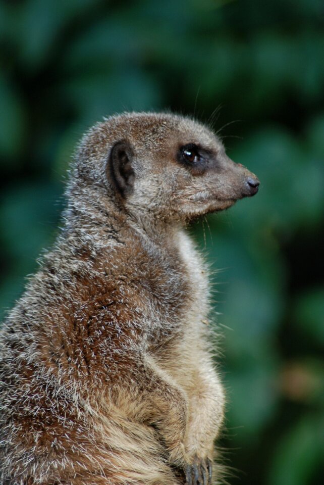 Cute meerkat animal