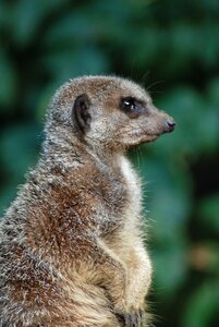 Cute meerkat animal