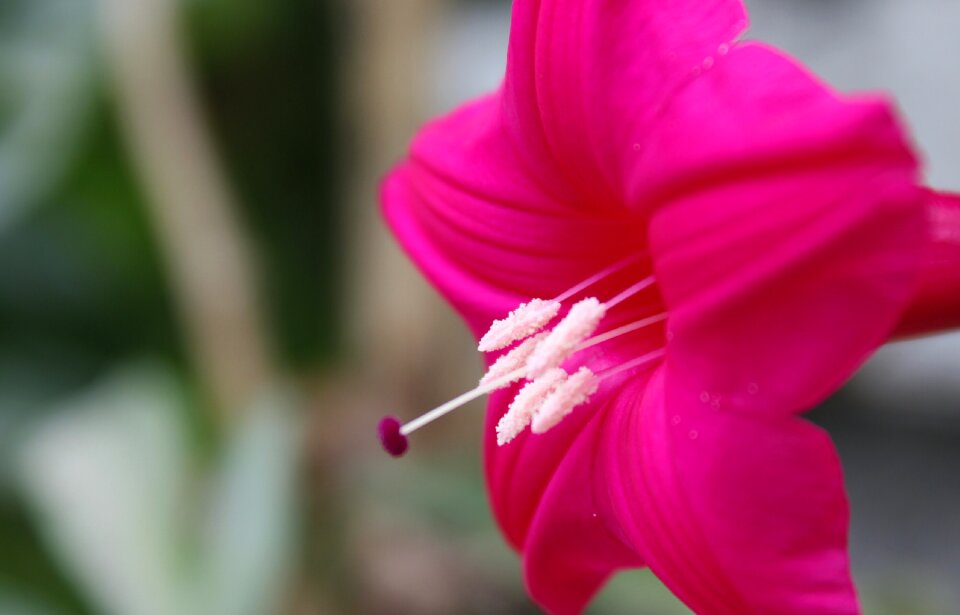 Red flower small spoiled