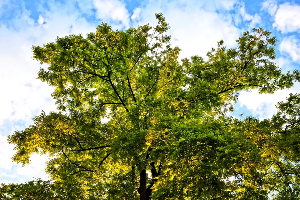 Foliage leaves spring foliage photo