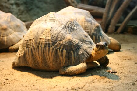 Turtle nature reptile