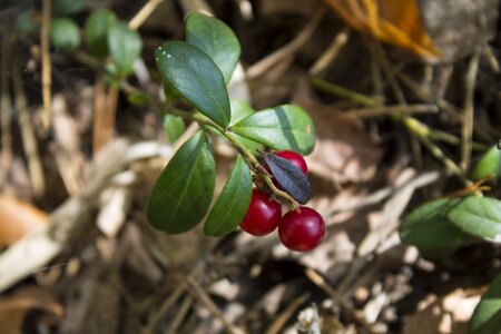 Forest berry forest berries