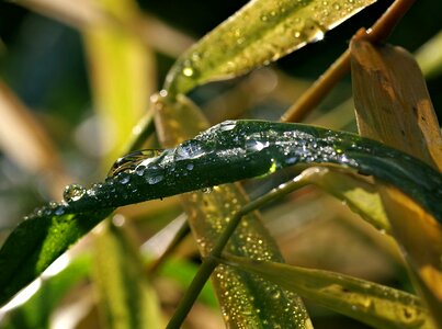 Drops blades of grass green photo