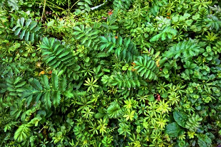 Growth plant texture plant backdrop