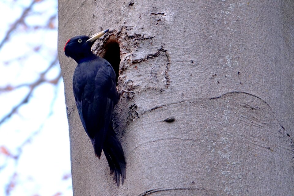 Nature woodpecker black woodpecker