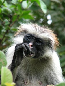 Monkey zanzibar africa