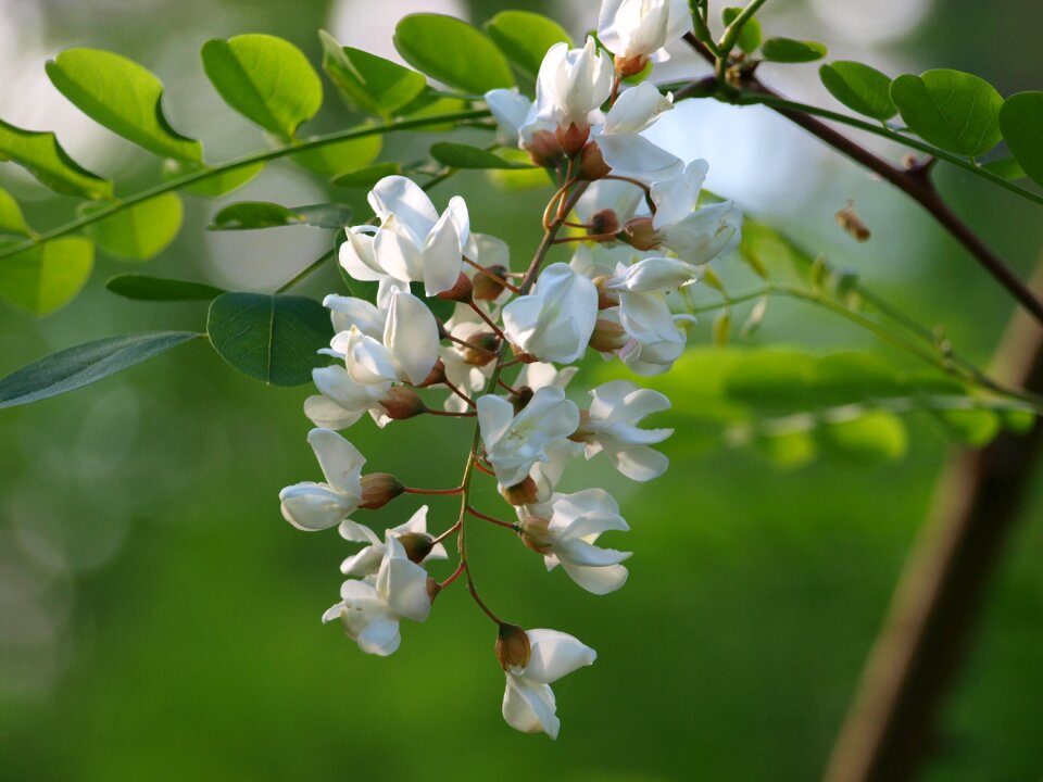 Spring nature flowering shrub