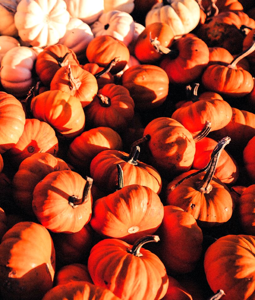 White halloween autumn