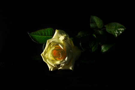 The results of the agricultural dark photography
