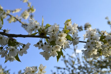 Tree sky branch photo