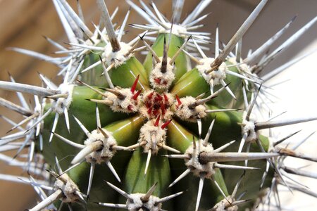 Cactus spur growth