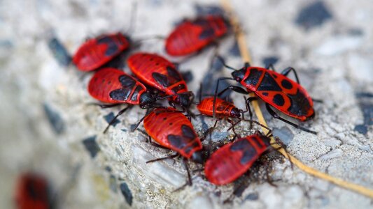 Fire insect bugs