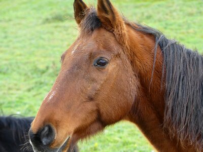 Horse stallion mare