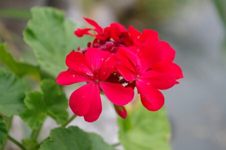 Flower red Free photos photo