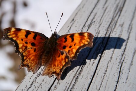 Wing insect close up