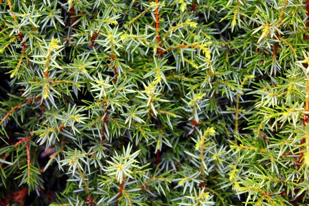 Ornamental shrub sprigs of juniper juniper pins photo