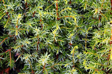 Ornamental shrub sprigs of juniper juniper pins