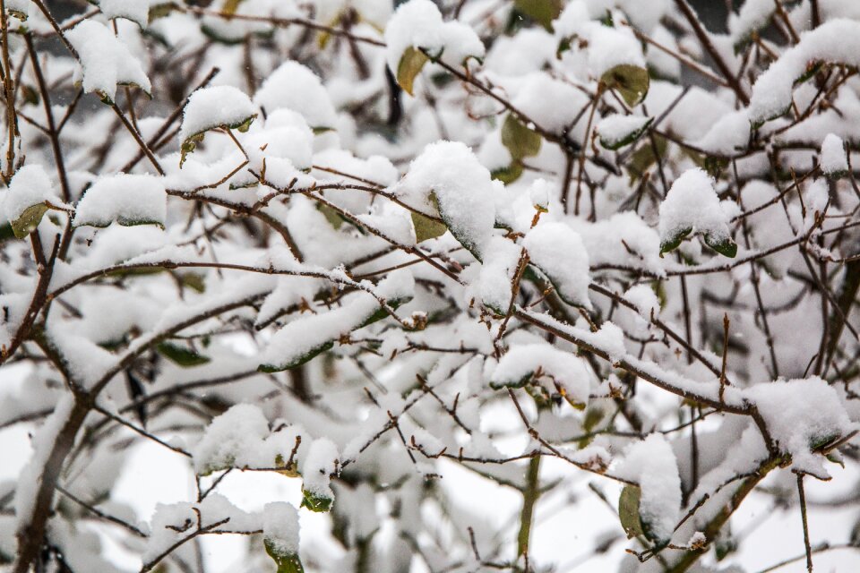 Nature branch frost