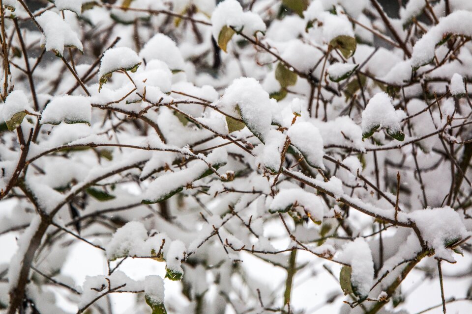 Nature branch frost photo