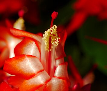 Bloom stamens stamp