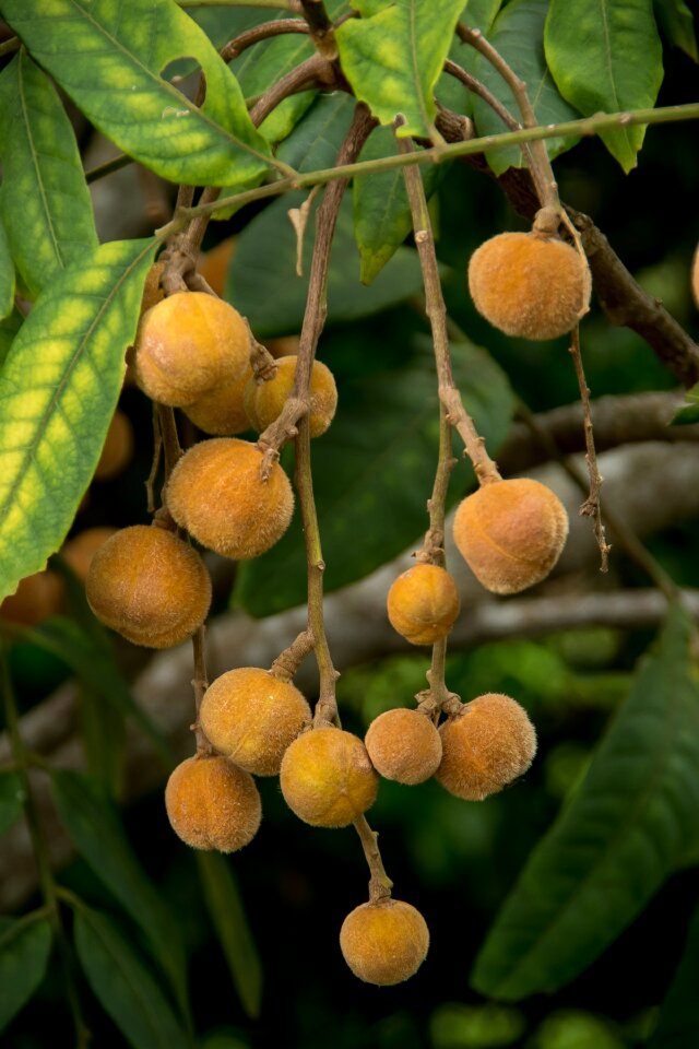 Fruits seeds pods