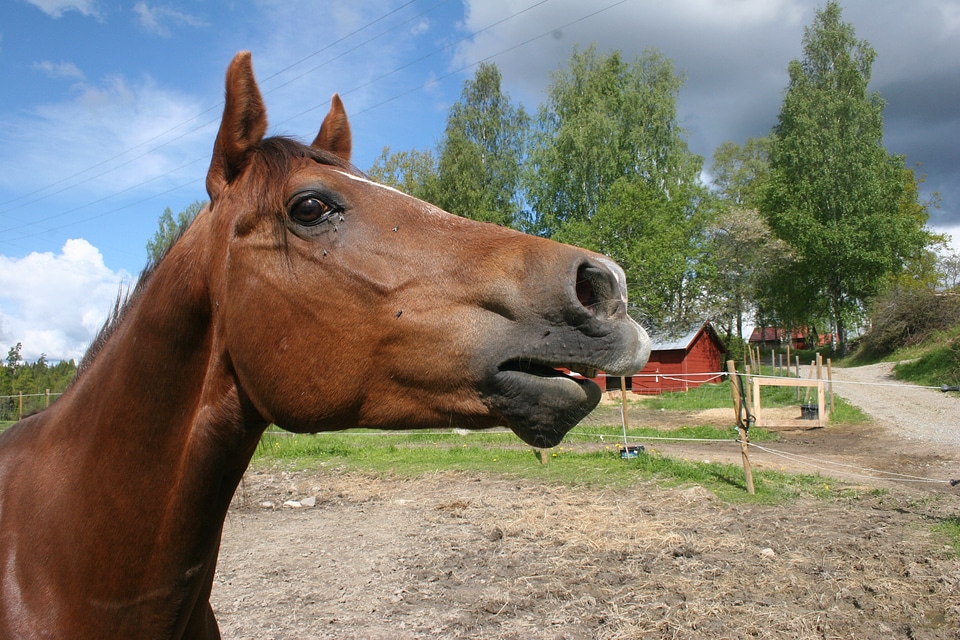 Horses equestrian animal world