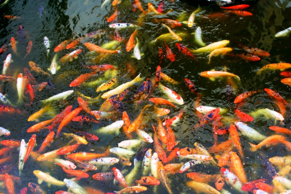 Japanese orange aquatic