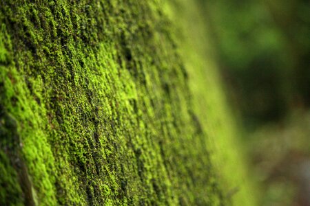 Natural forest mystery