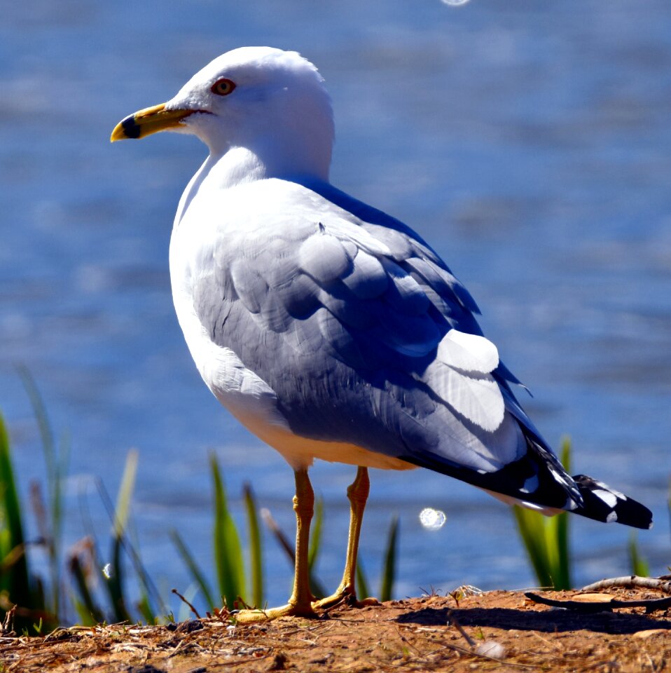 Bird aquatic gardens