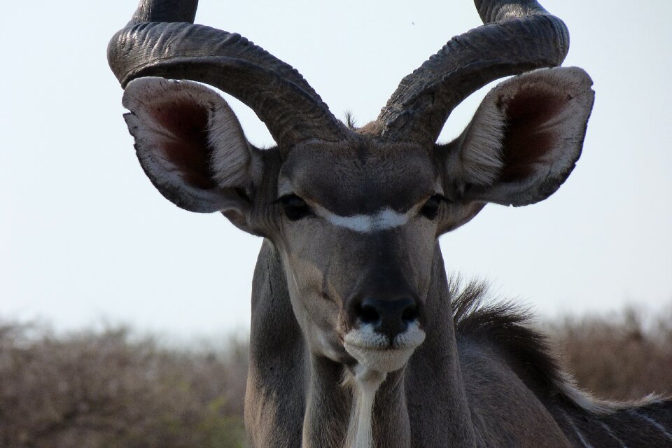 Kudu africa animal