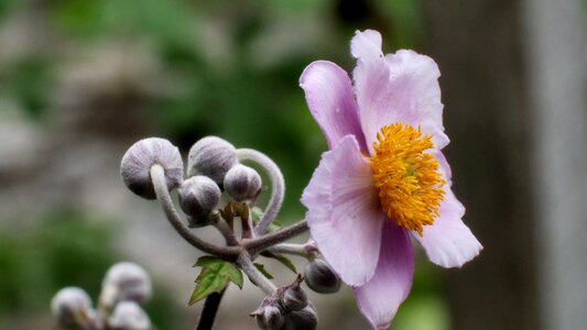 Japanese anemone flowers garden