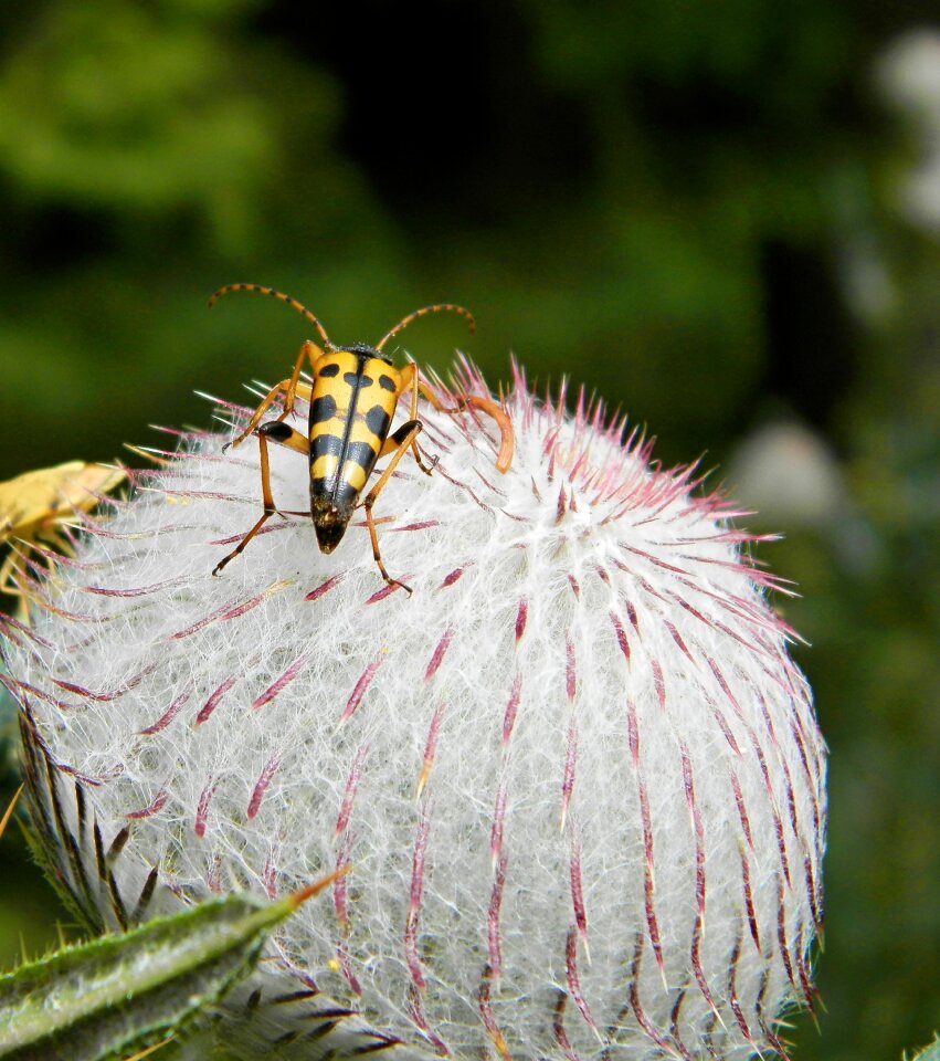 Thistle mountains plant